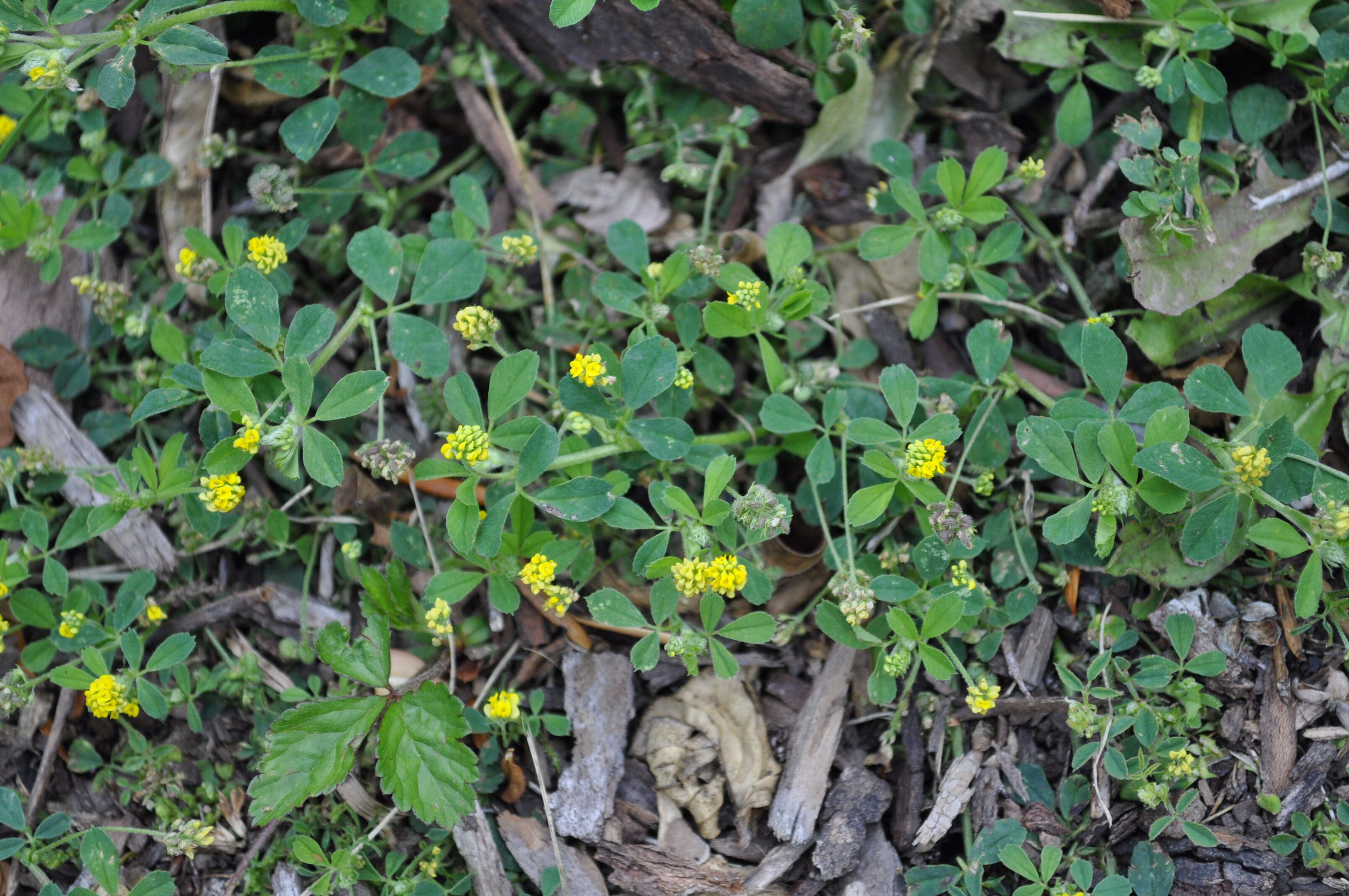 Image of black medick