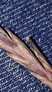 Image of Ergot