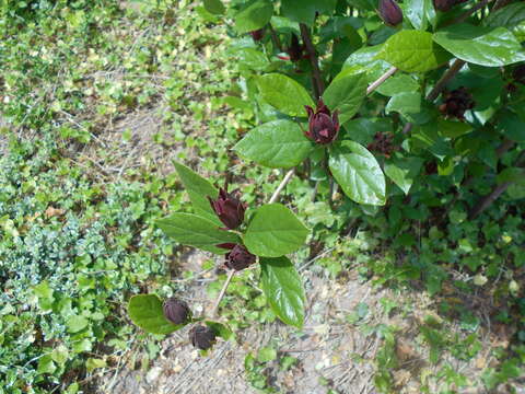 Image de Calycanthus floridus L.