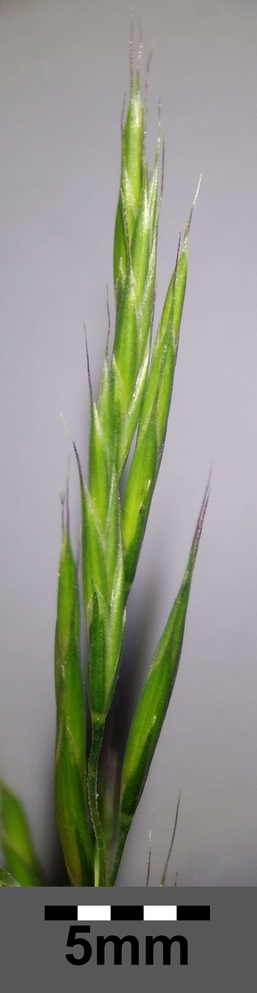 Image of variousleaf fescue