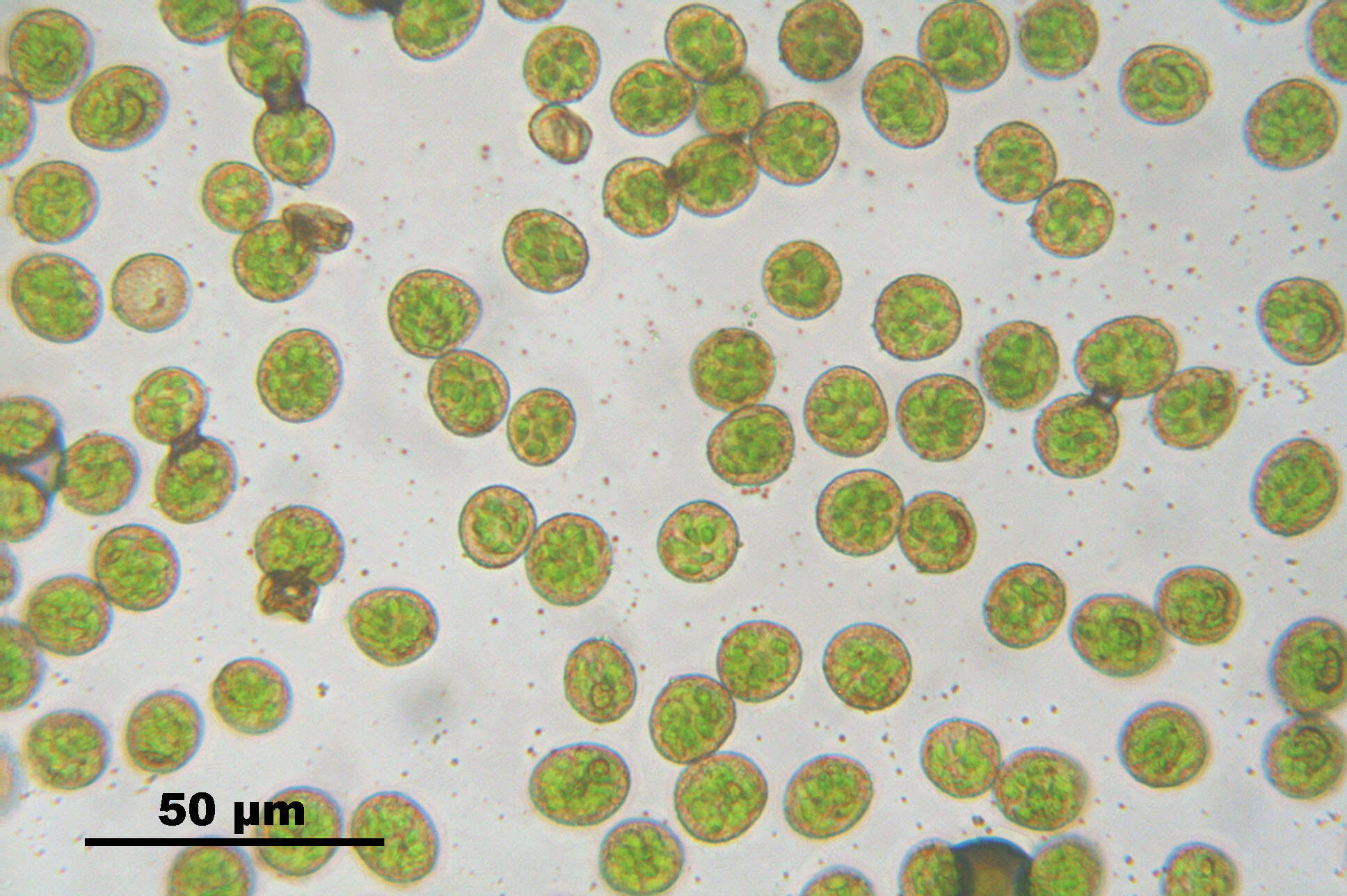 Слика од Campylium stellatum