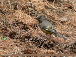 Image of White-winged Grosbeak