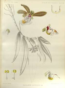 Image of Gastrochilus acutifolius (Lindl.) Kuntze