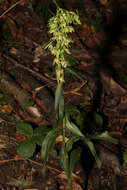 Imagem de Epipactis leptochila (Godfery) Godfery