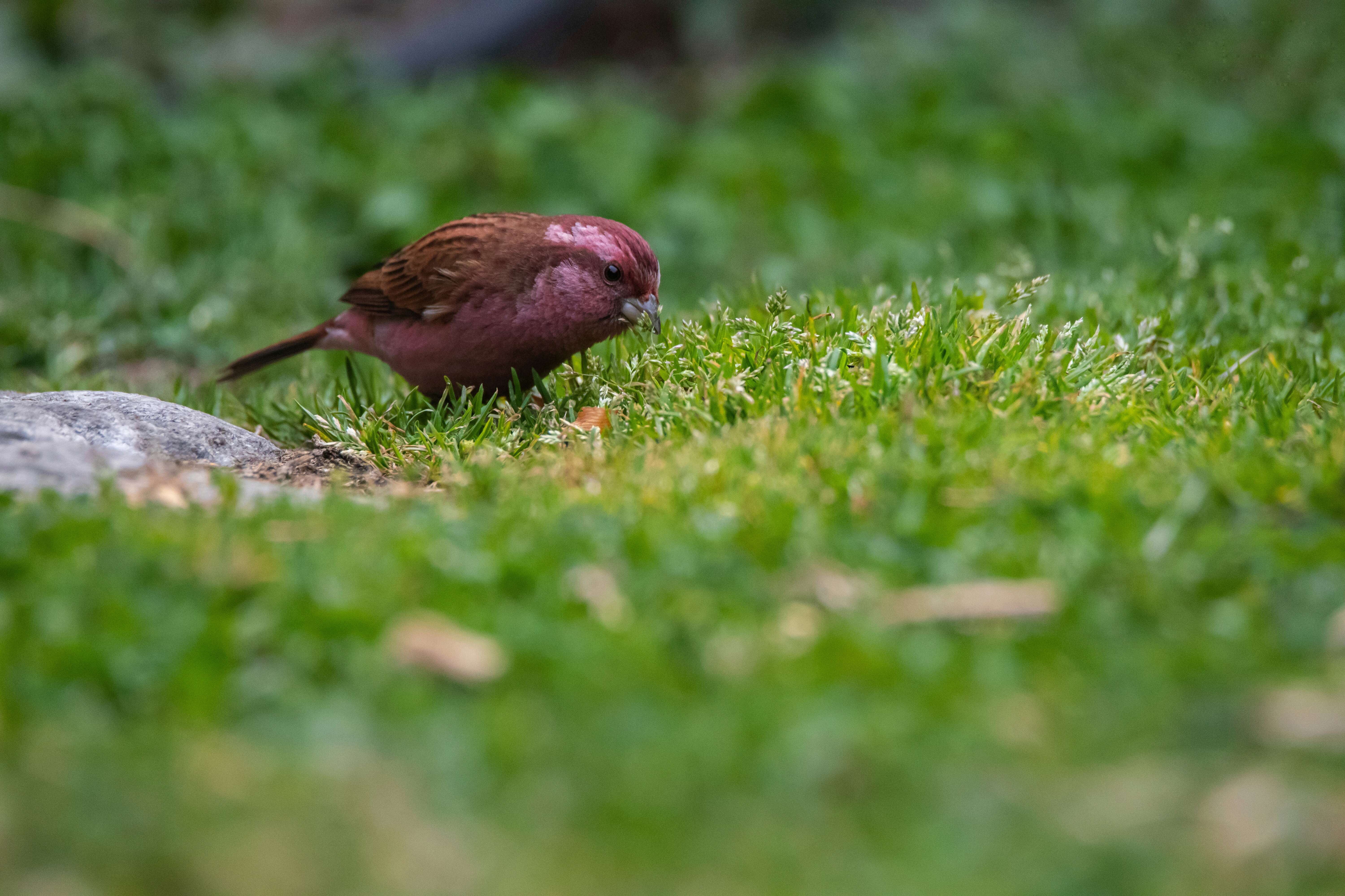 Image of Pink-browed Rosefinch