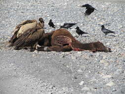 Image of Himalayan Griffon