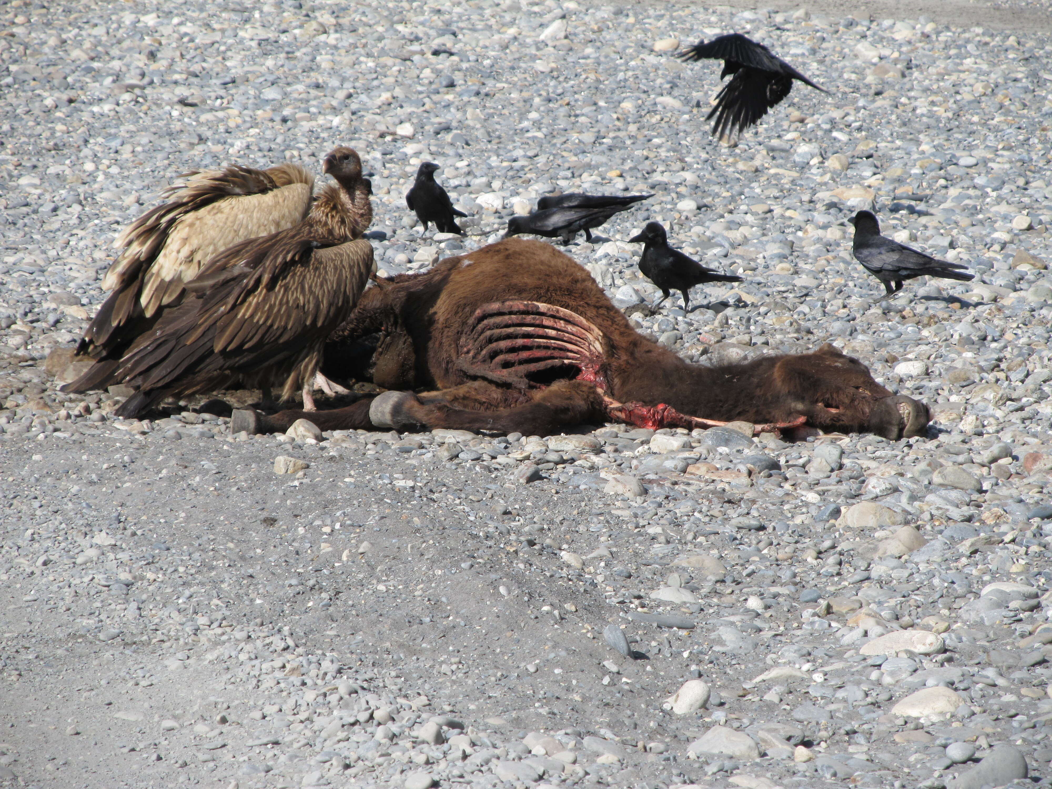 Image of Himalayan Griffon