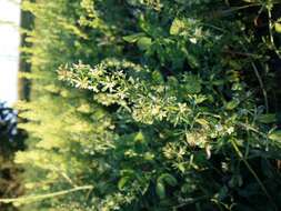 Image of rampion mignonette