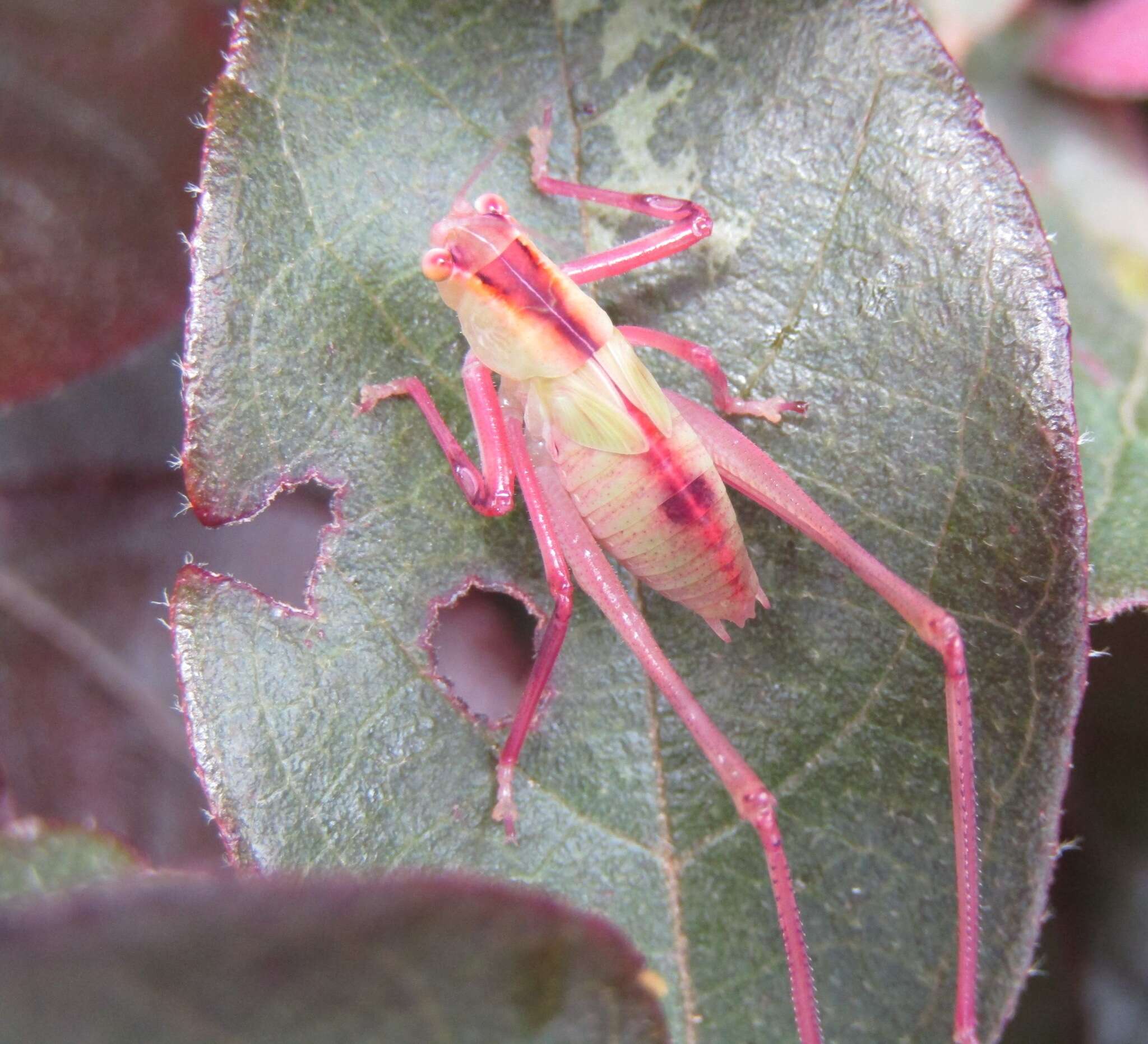 Image of Caedicia simplex (Walker & F. 1869)