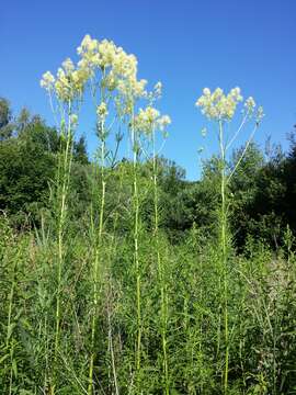 Image de Thalictrum lucidum L.