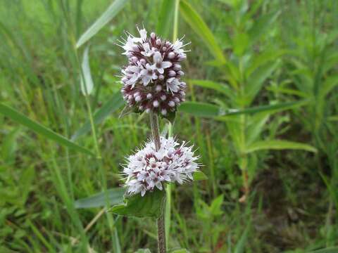 Image of Water Mint