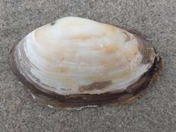 Image of common otter clam