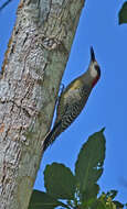 Image of West Indian Woodpecker