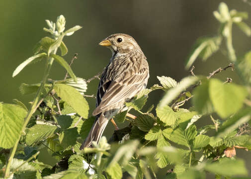 Image of Corn Bunting