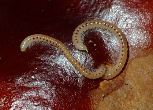 Image of Spotted snake millipede