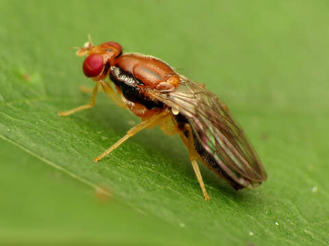 Image of rust flies