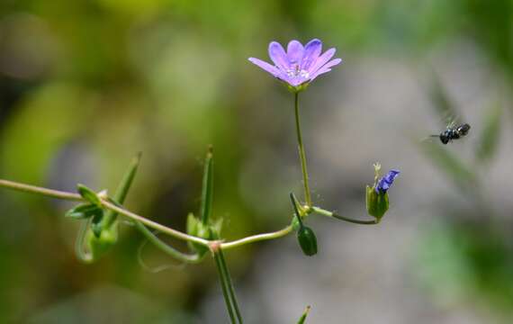 Image of hedgerow geranium