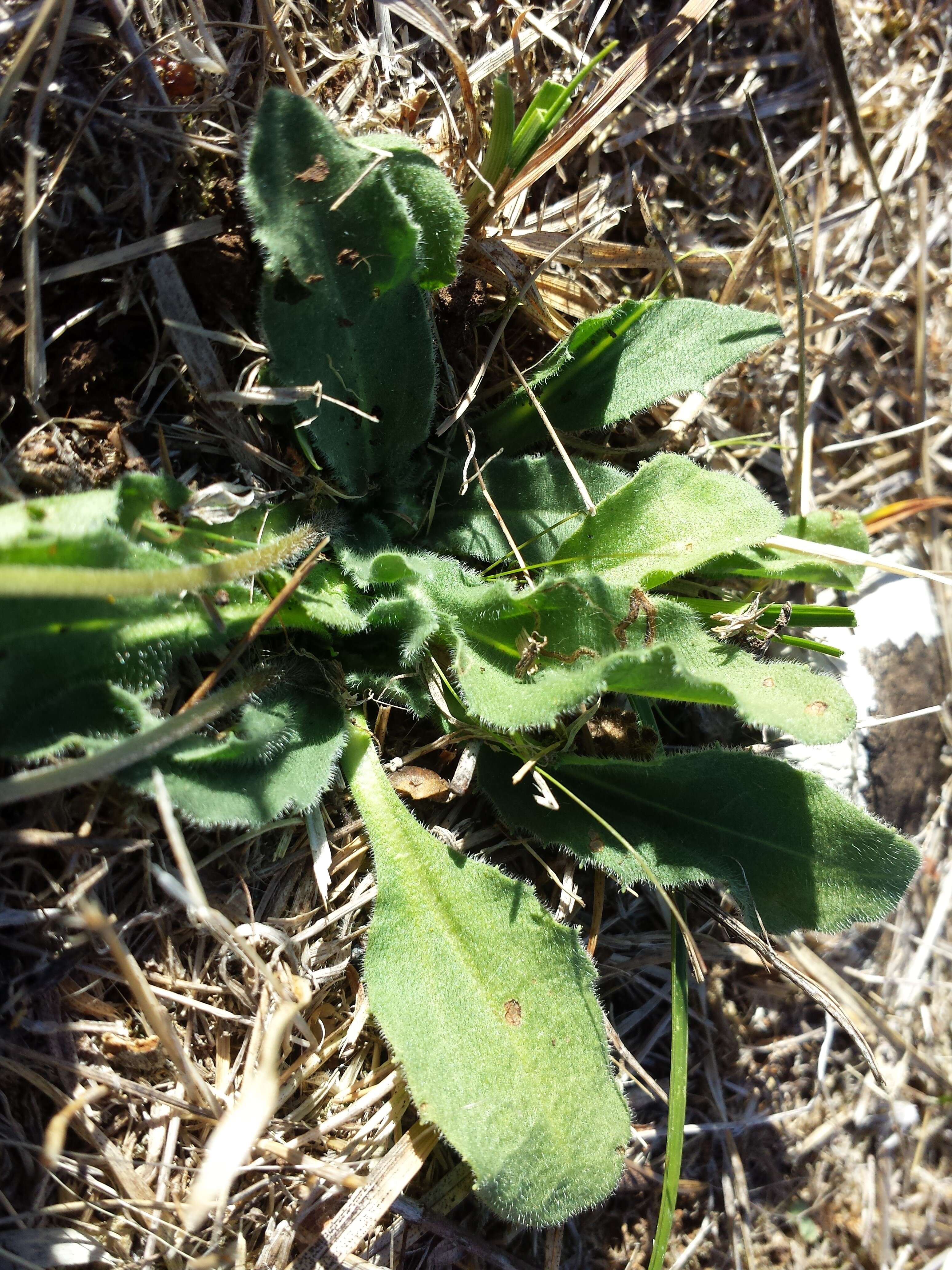 Bellis sylvestris Cyr. resmi