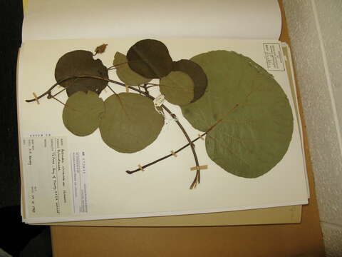 Image de Actinidia chinensis Planch.