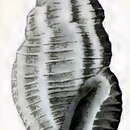 Image of Anacithara robusta Hedley 1922