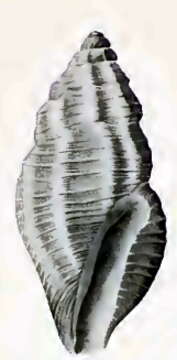 صورة Anacithara robusta Hedley 1922