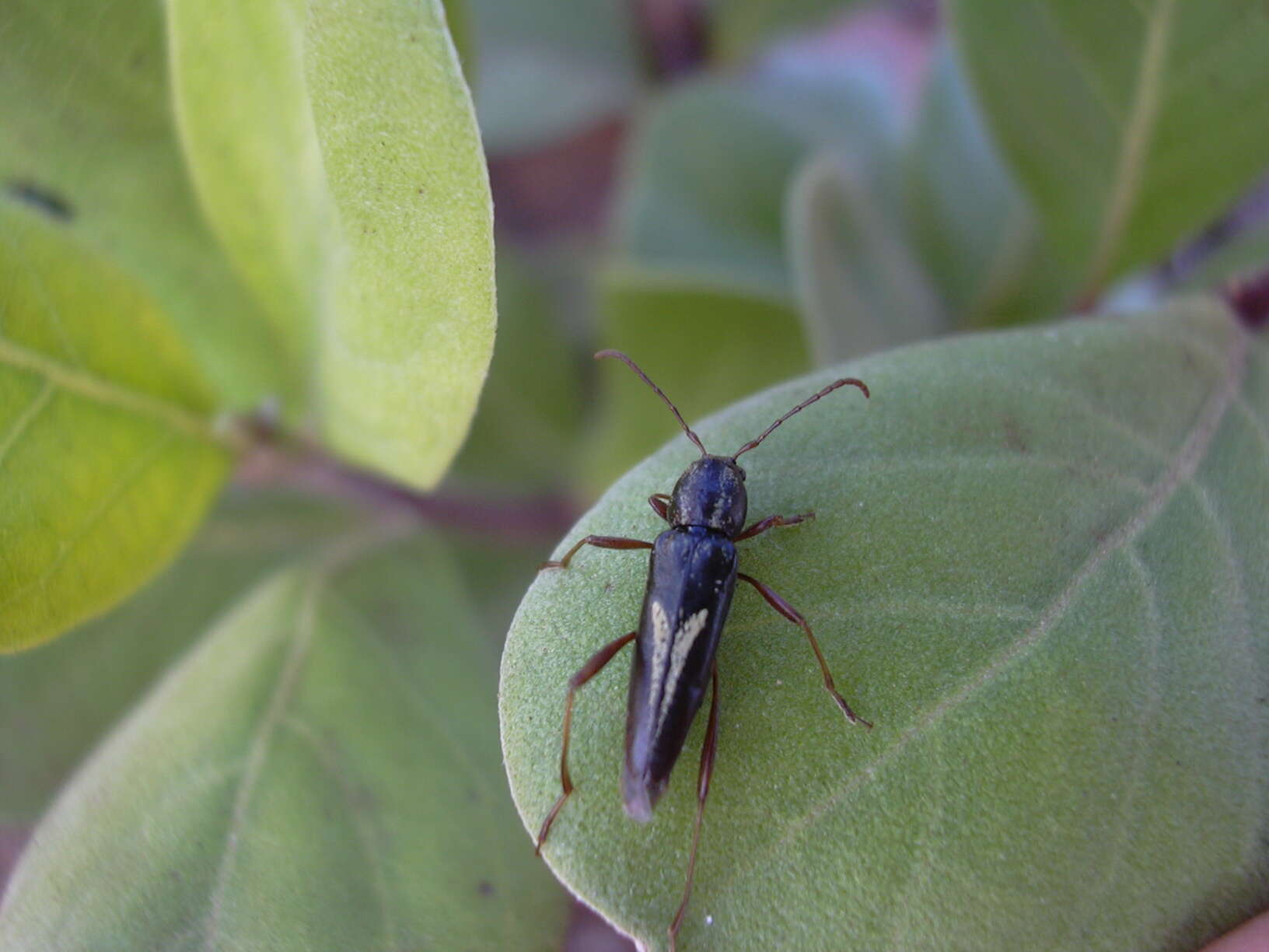 Image of roundleaf chastetree