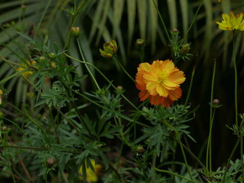 Image of sulphur cosmos