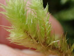 Image of Electrified Cat's Tail Moss