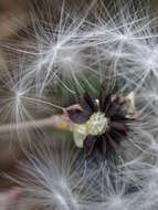 Image of Lactuca tuberosa Jacq.