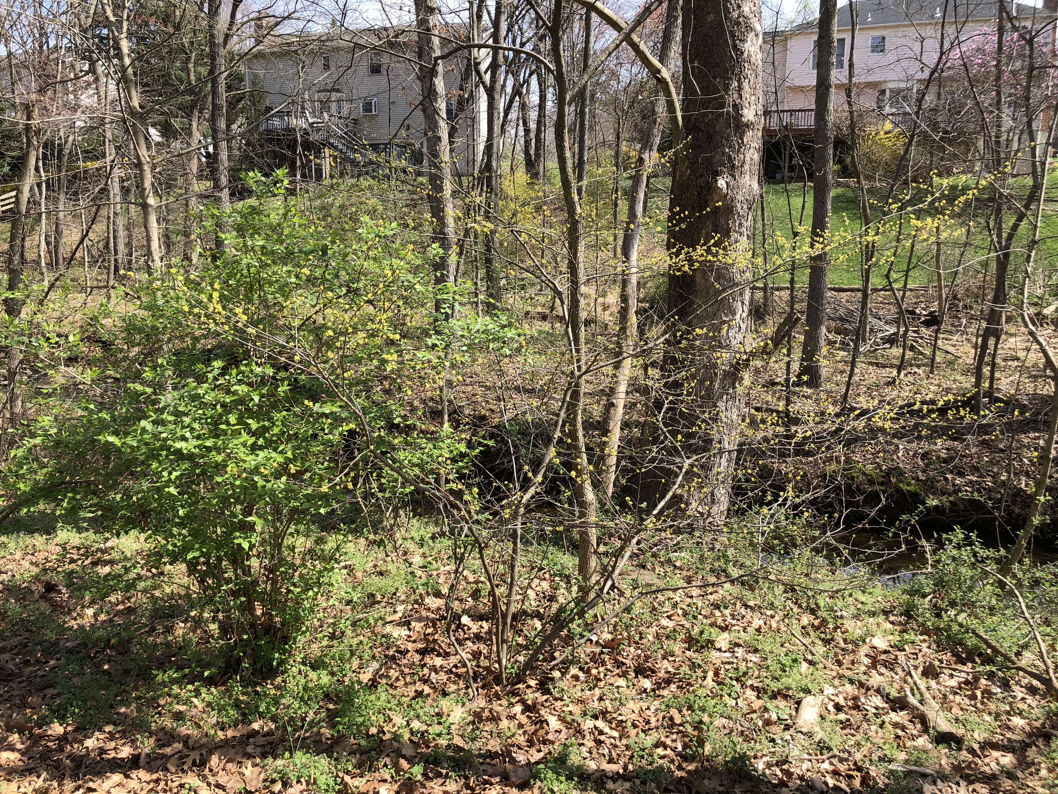 Image of northern spicebush