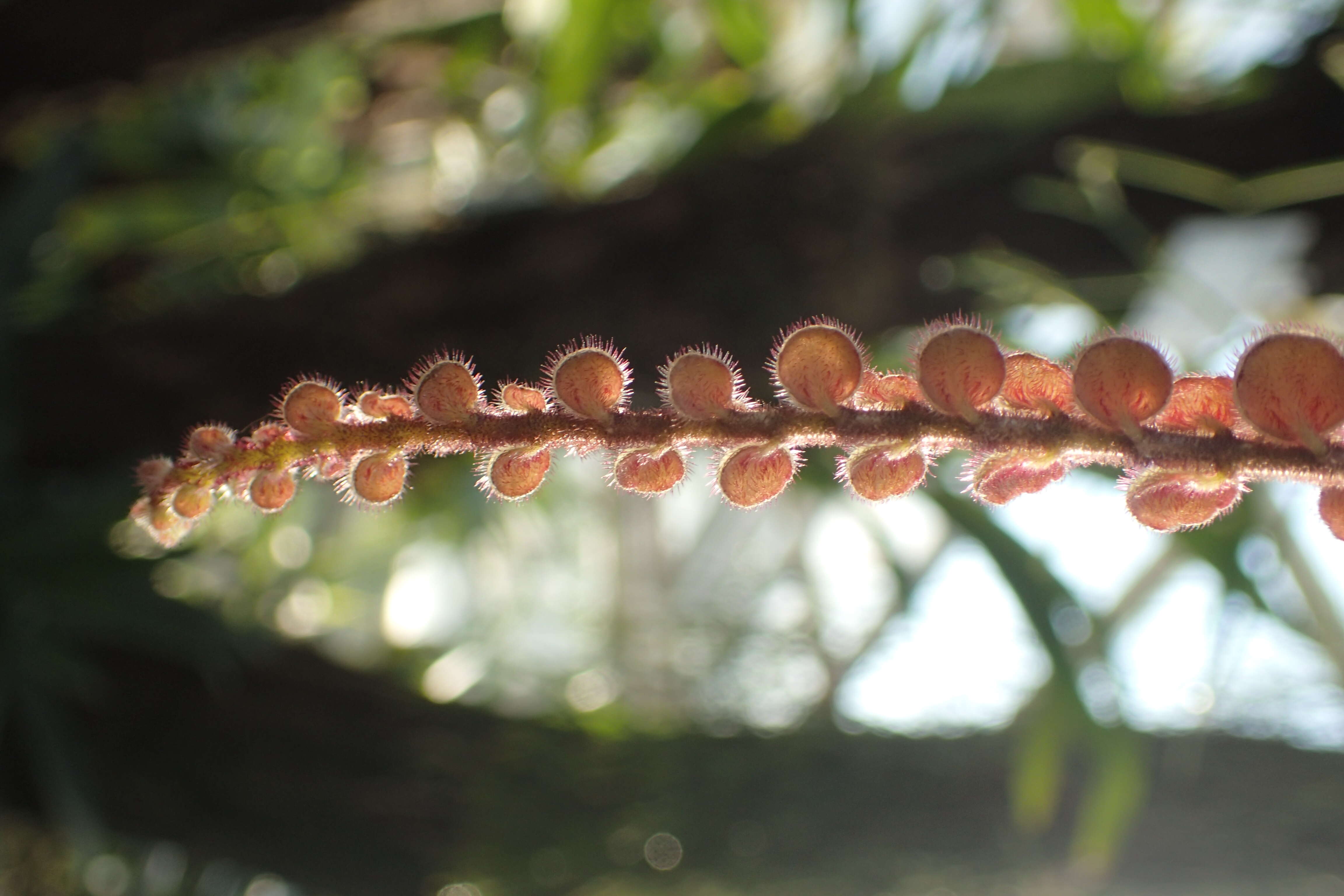 Image of Columnea microphylla Klotzsch & Hanst. ex Oerst.