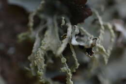 Image of farinose cartilage lichen