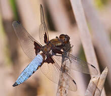 Image of Broad-bodied chaser