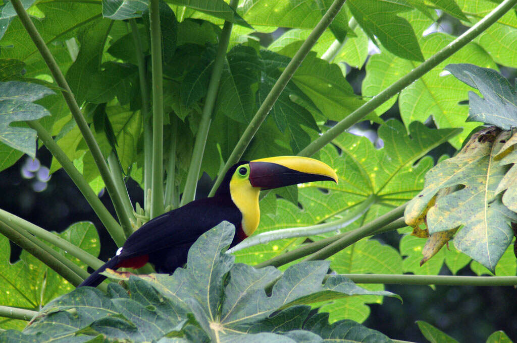 Image of Chestnut-mandibled Toucan