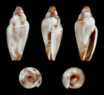 Image of Imbricaria bacillum (Lamarck 1811)