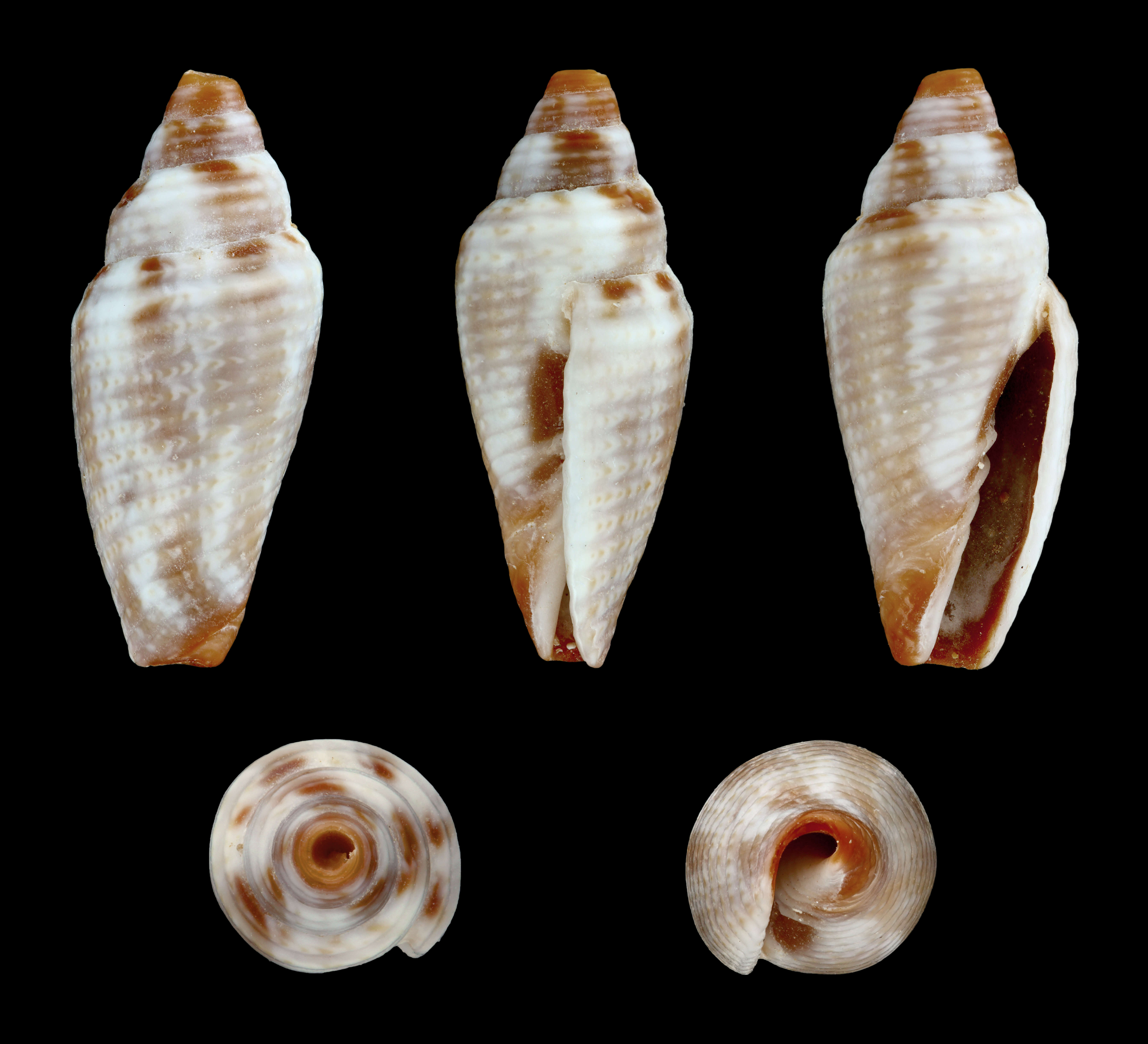 Image of Imbricaria bacillum (Lamarck 1811)