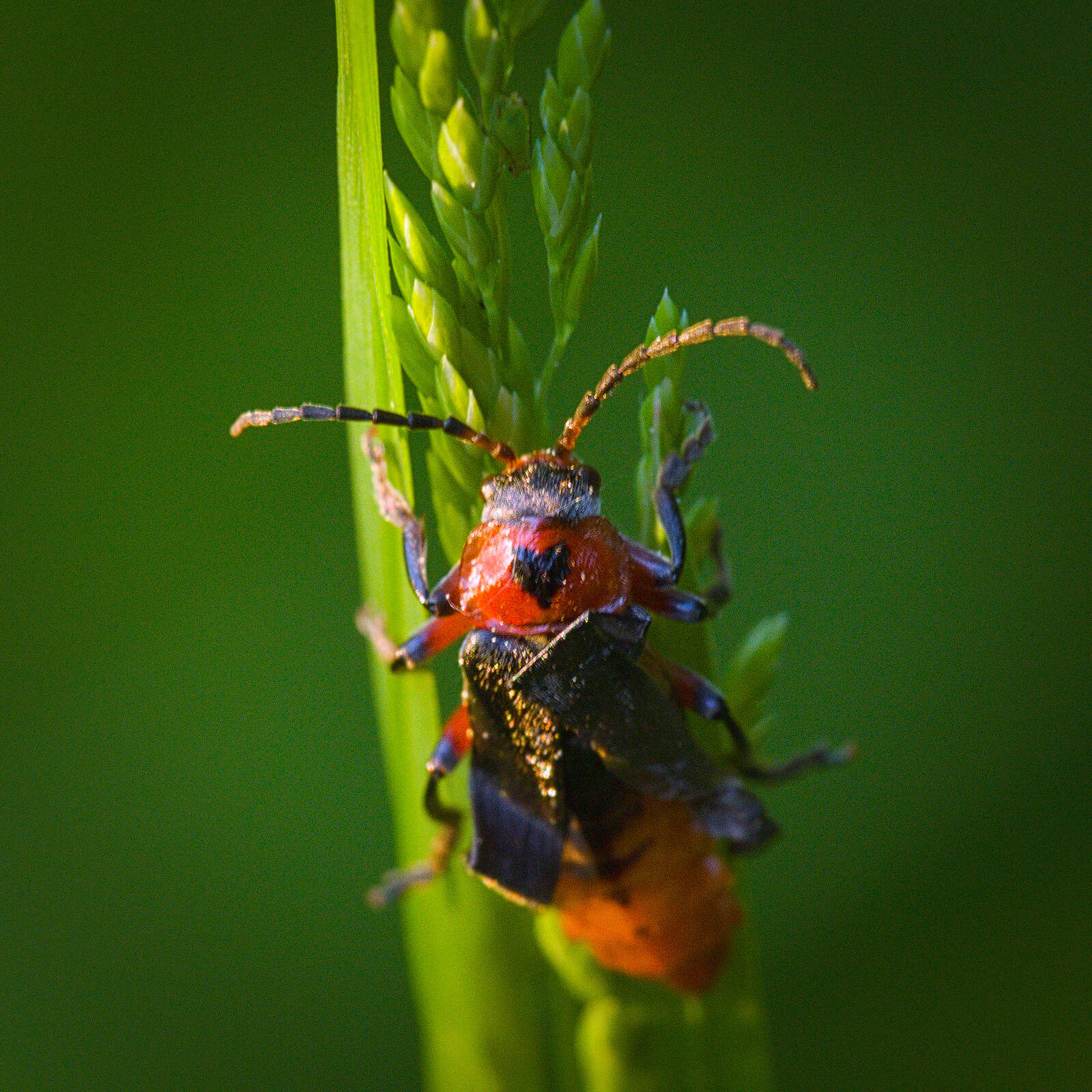 Imagem de Cantharis rustica