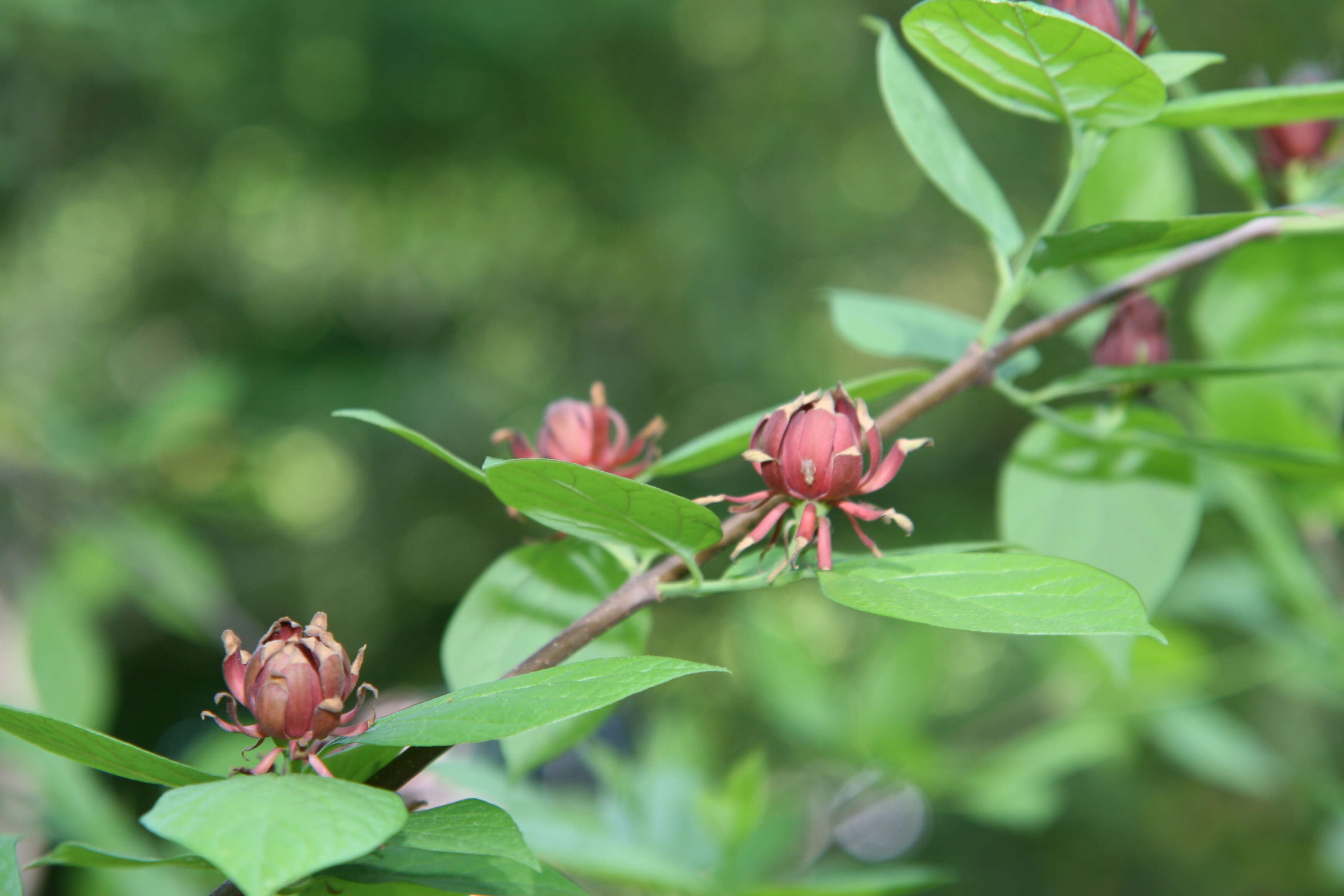 Image de Calycanthus floridus L.