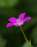 Imagem de Geranium palustre L.