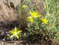 Image of giant blazing star