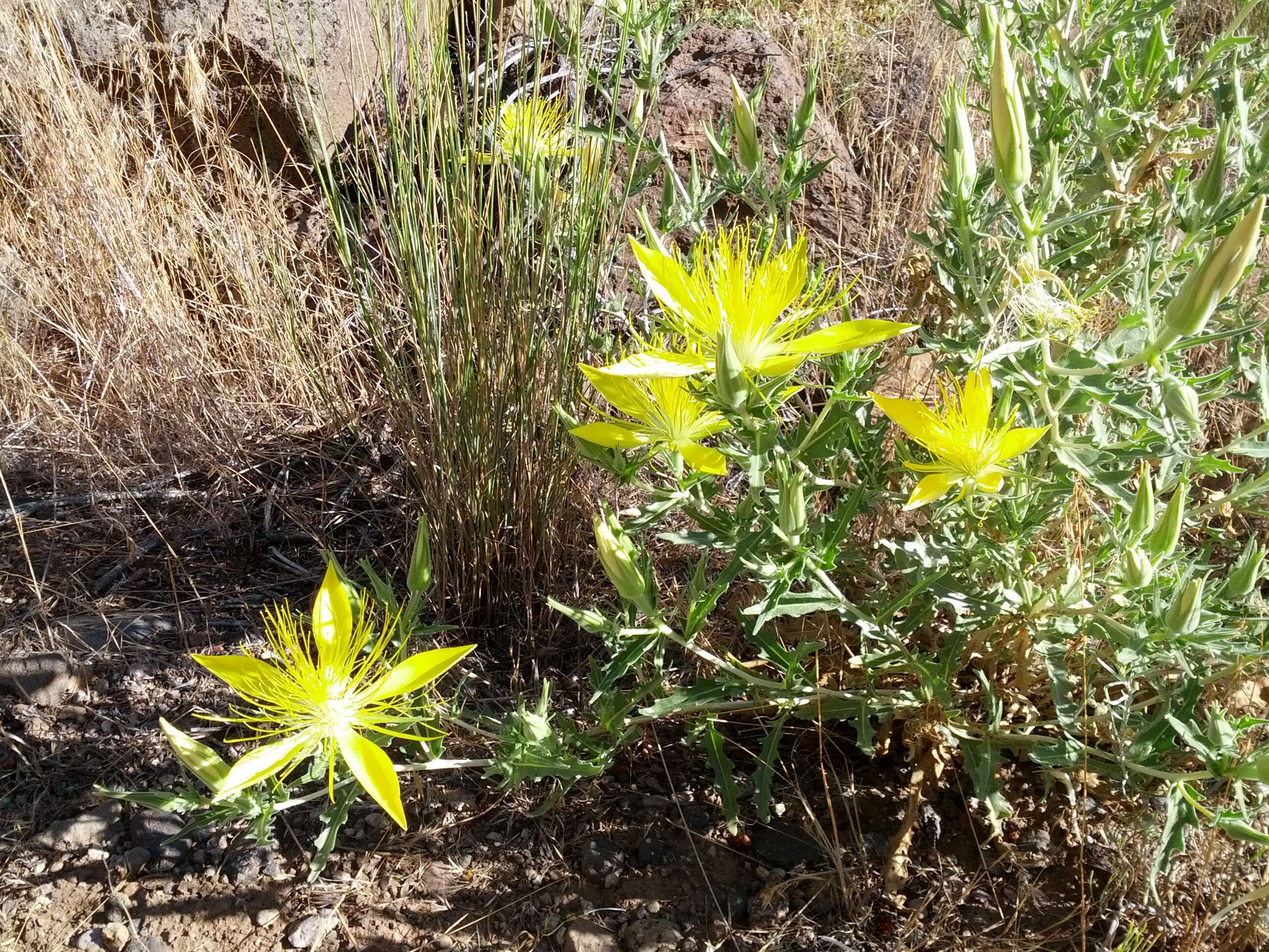 Image of giant blazing star