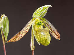 Image de Paphiopedilum wardii Summerh.