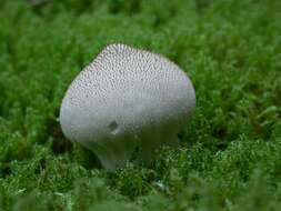 Imagem de Lycoperdon perlatum Pers. 1796