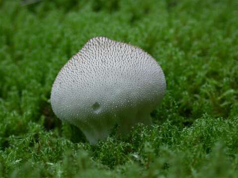 Imagem de Lycoperdon perlatum Pers. 1796