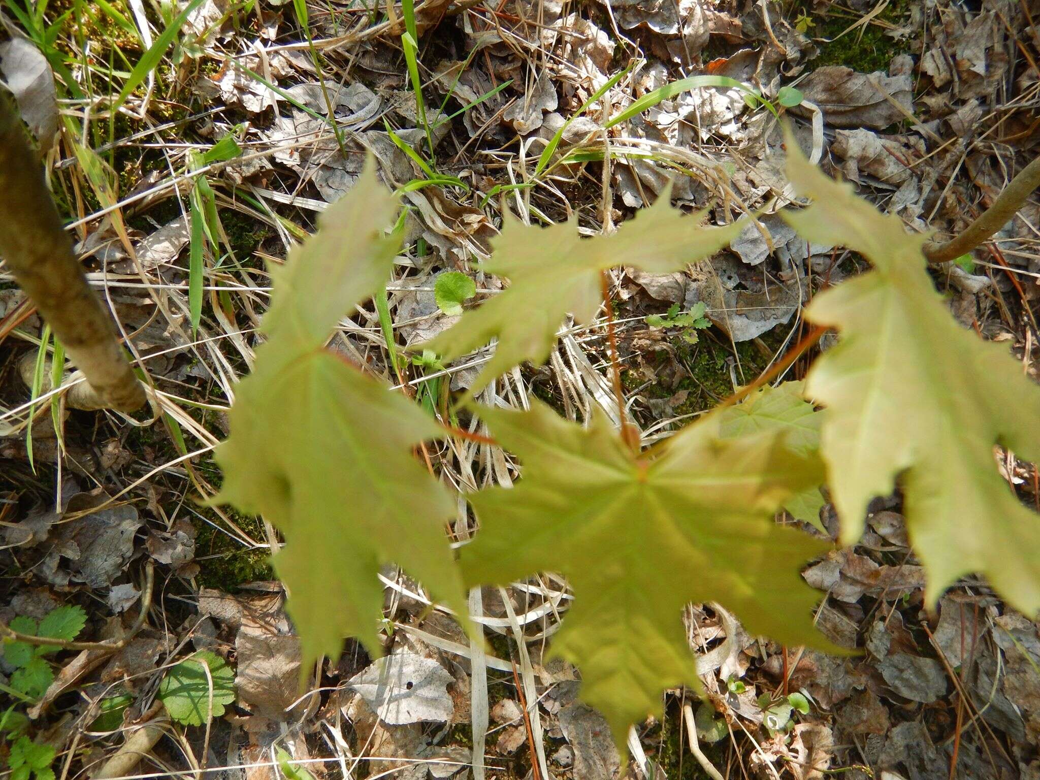 Image of Norway Maple