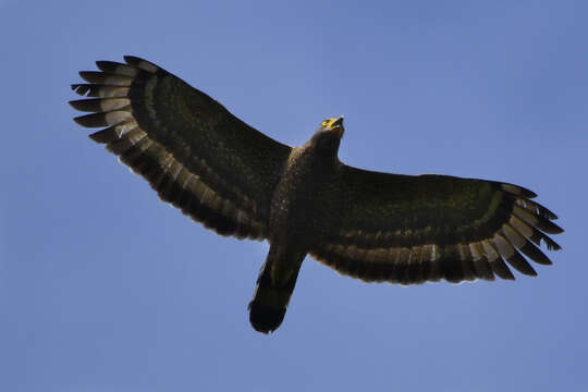 Image of Philippine Serpent Eagle