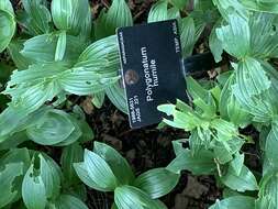 Image of dwarf solomon's seal