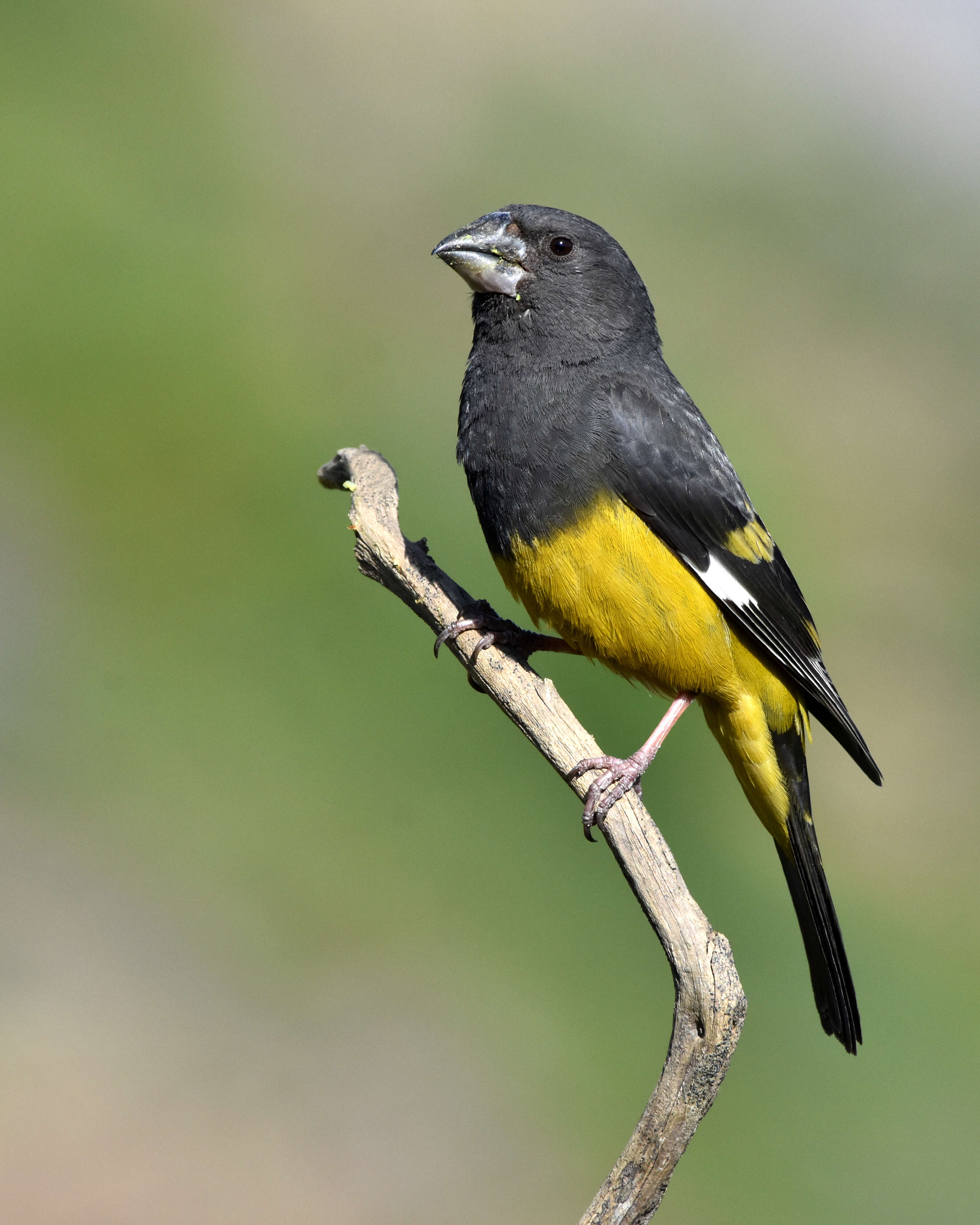 Image of White-winged Grosbeak