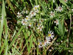 Image of hairy white oldfield aster