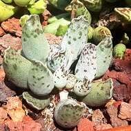 Image of Adromischus cooperi (Bak.) A. Berger